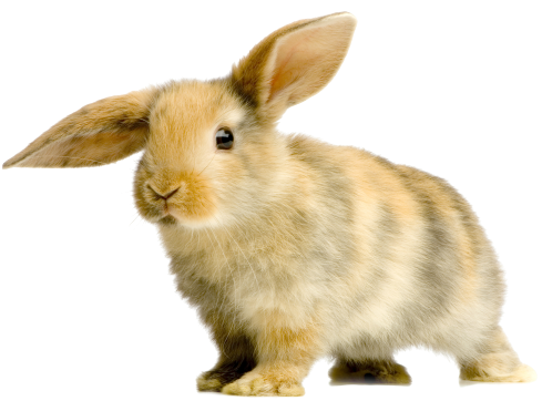 Главная 11 2019animals hares and rabbits cute decorative rabbit with a bowed ear on a white background 134935 removebg preview e1636942050189